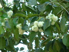 Syzygium grande