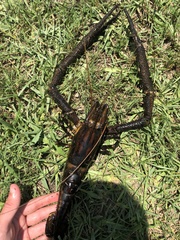 Macrobrachium carcinus