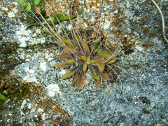 Plantago raoulii