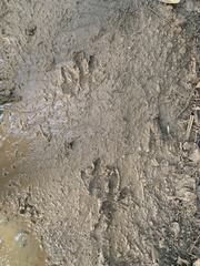 Hydrochoerus hydrochaeris