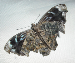 Myscelia cyananthe