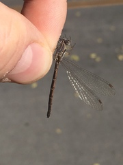 Lestes congener