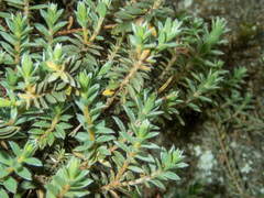Pimelea barbata barbata