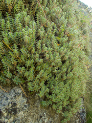 Pimelea barbata barbata