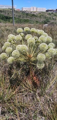 Paepalanthus acanthophyllus