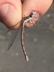Lestes congener