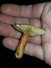 Lactarius subviscidus