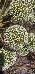 Paepalanthus acanthophyllus