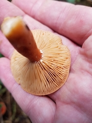 Lactarius subviscidus