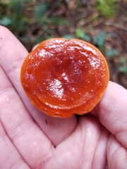 Lactarius subviscidus