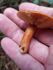 Lactarius subviscidus