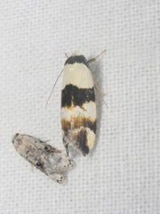 Zonopetala decisana