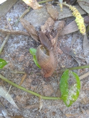 Stanisicarion freycineti