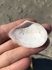 Austromacoma constricta