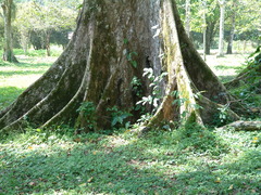 Terminalia superba