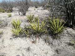 Agave datylio