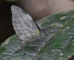 Dismorphia crisia foedora