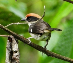 Atlapetes leucopterus