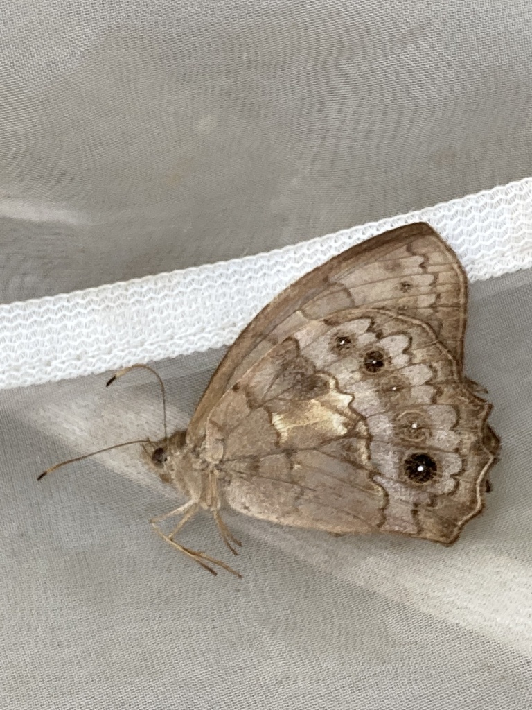 Pseudodebis zimri