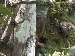 Lepidocolaptes souleyetii