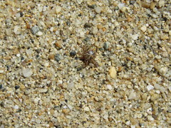 Amblyomma cajennense