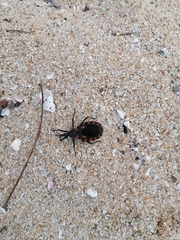 Triatoma mazzottii