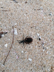 Triatoma mazzottii
