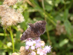 Pellicia arina