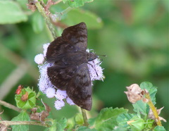 Pellicia arina