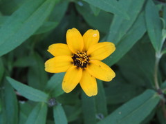 Zinnia maritima