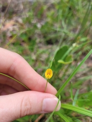 Zornia dyctiocarpa