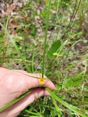Zornia dyctiocarpa