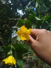 Luffa