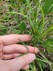 Zornia dyctiocarpa
