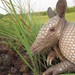 Llanos Long-nosed Armadillo - Photo (c) Carlos A. Aya, some rights reserved (CC BY-NC), uploaded by Carlos A. Aya