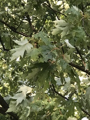 Acer saccharinum