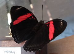 Adelpha lycorias lycorias