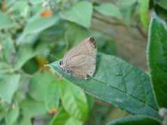 Allosmaitia strophius