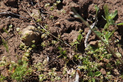 Adenogramma glomerata