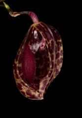 Scaphosepalum
