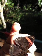 Adelpha lycorias lycorias