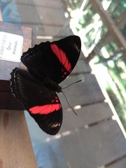 Adelpha lycorias lycorias