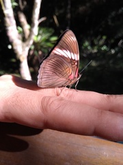Adelpha lycorias lycorias