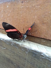 Adelpha lycorias lycorias