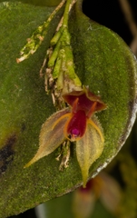 Lepanthes