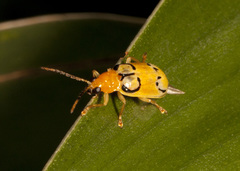 Diabrotica litterata