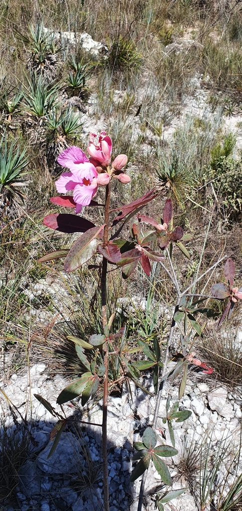 Kielmeyera regalis