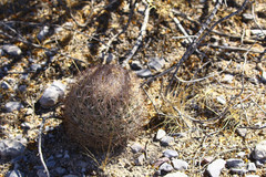 Echinomastus durangensis