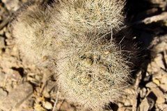 Echinomastus durangensis