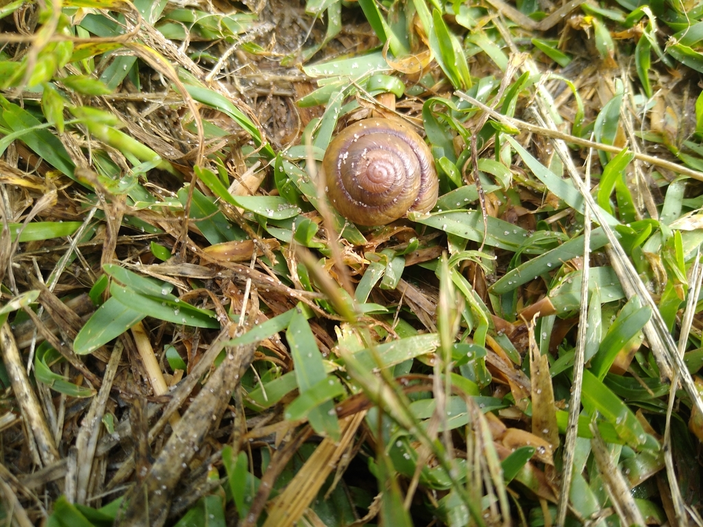 Cabbage Tree Island Snail